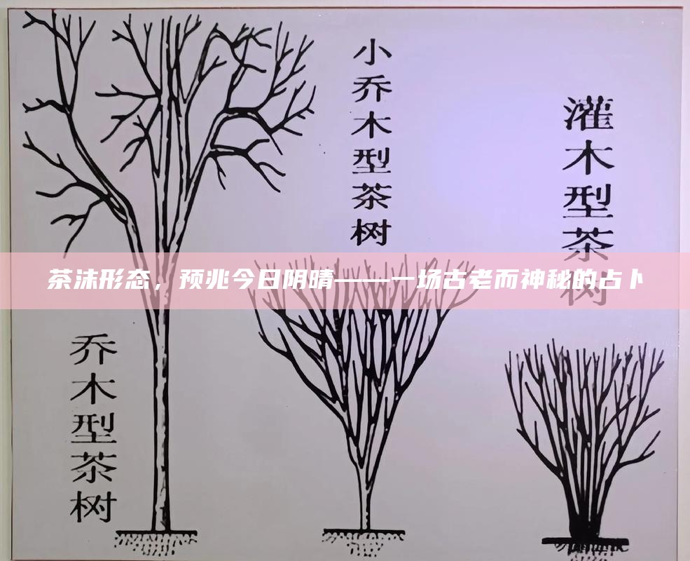 茶沫形态,预兆今日阴晴——一场古老而神秘的占卜